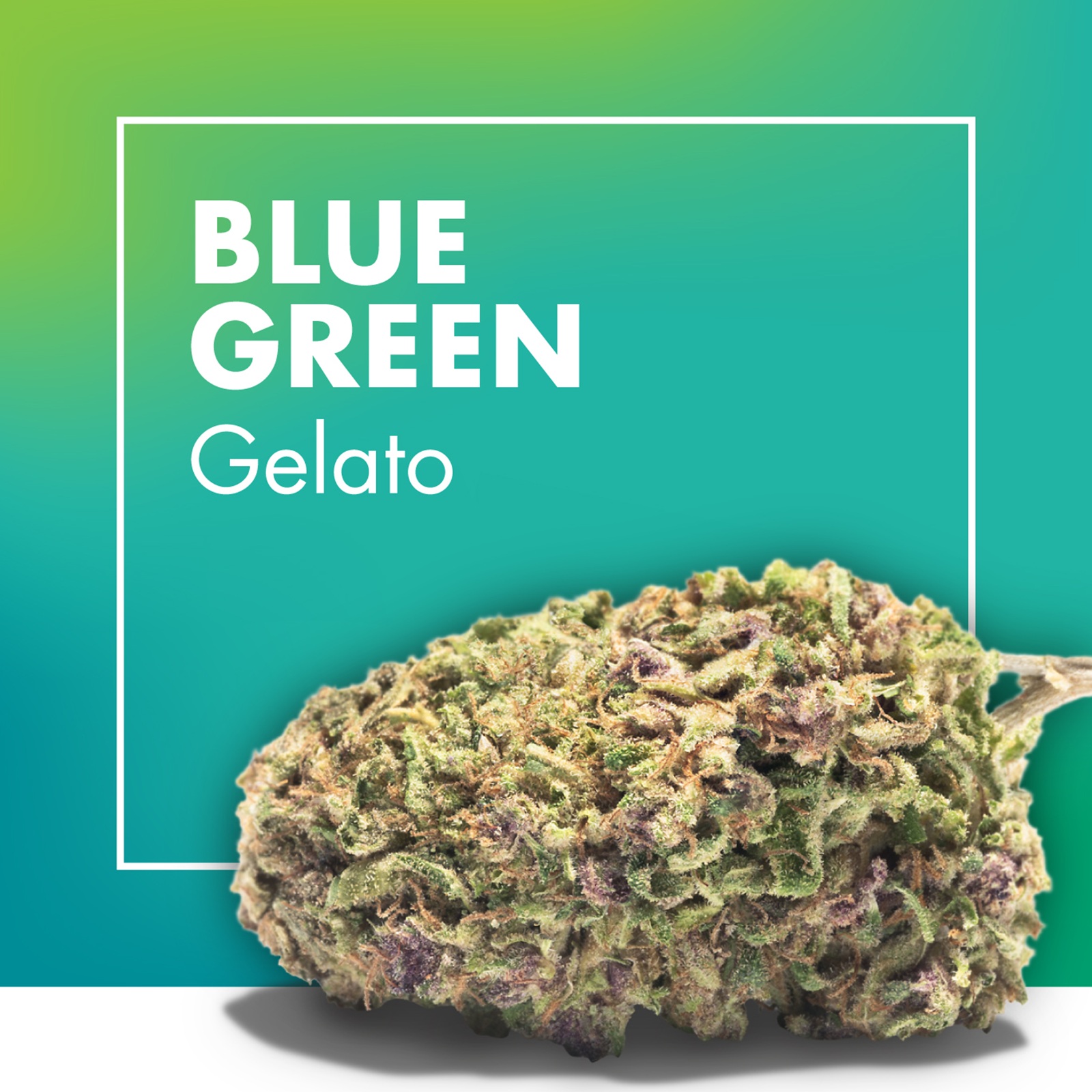 Maxi Pack – 9 Flores CBD (6 + 3 grátis) - Image 10