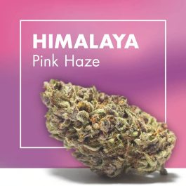 Flores CBD HIMALAYA (Pink Haze)