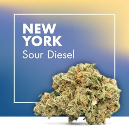 Flores CBD NEW YORK (Sour Diesel CBD)