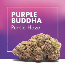 Flores CBD PURPLE BUDDHA (Purple Haze)