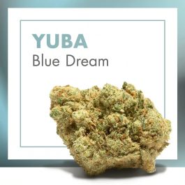 Flores CBD YUBA (Blue Dream)