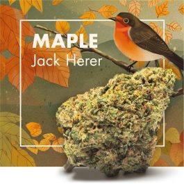 Flores CBD MAPLE (Jack Herer)